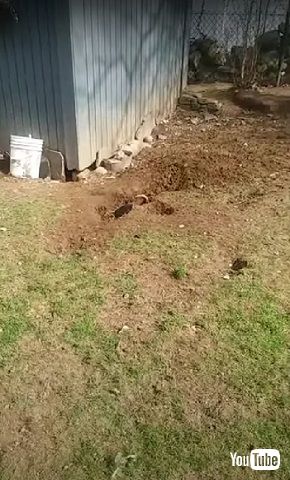 掘るワンコ