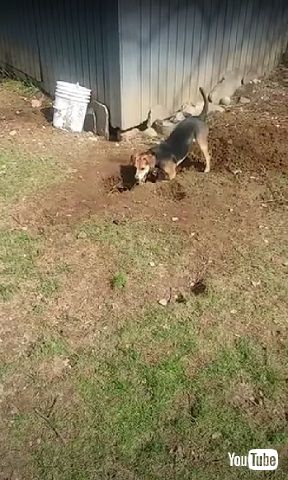 掘るワンコとつぶやく飼い主