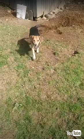 掘るワンコ