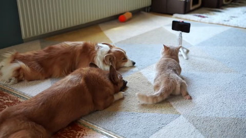 スマホ前にスタンバイ犬