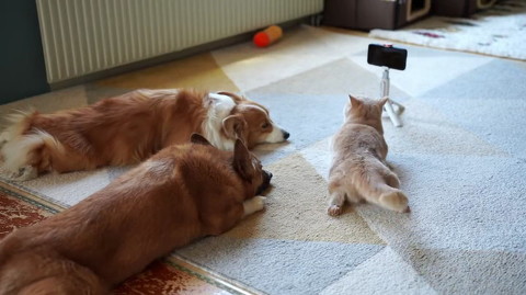 犬猫