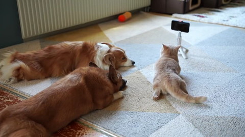 犬猫