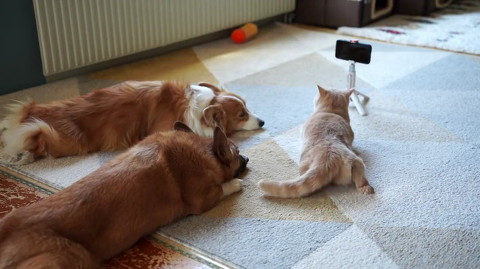 猫