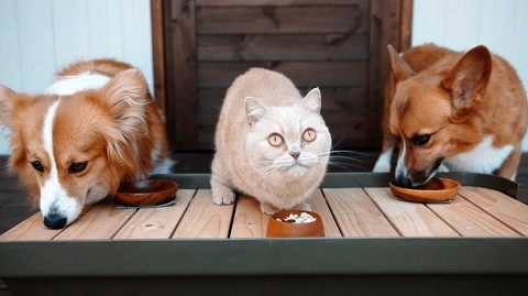 犬猫