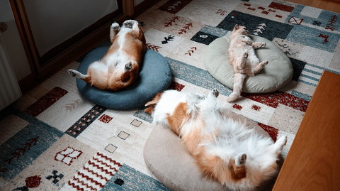 犬猫