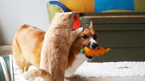 犬猫