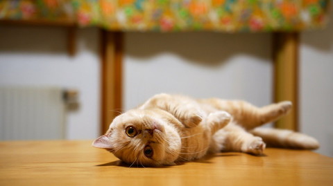猫