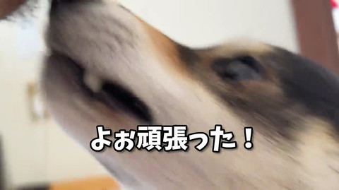 犬