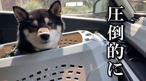 犬