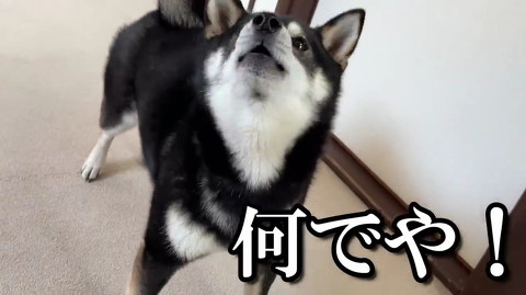 犬