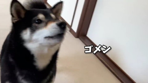 犬