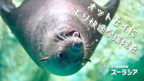 オットセイのクラウドファンディング