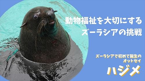 オットセイのクラウドファンディング
