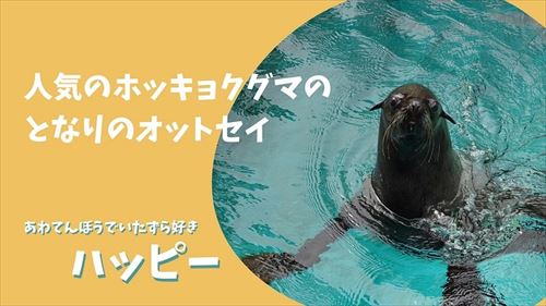 オットセイのクラウドファンディング