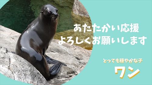 オットセイのクラウドファンディング