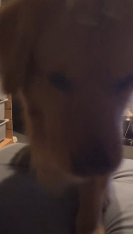 ベッドに乗ってきたワンコアップ