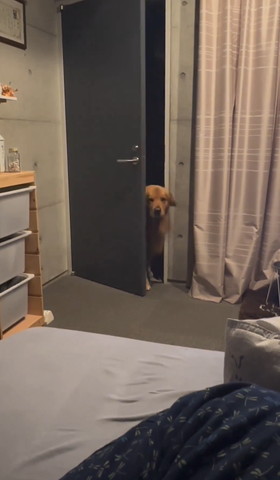 ドアから出てくるワンコ