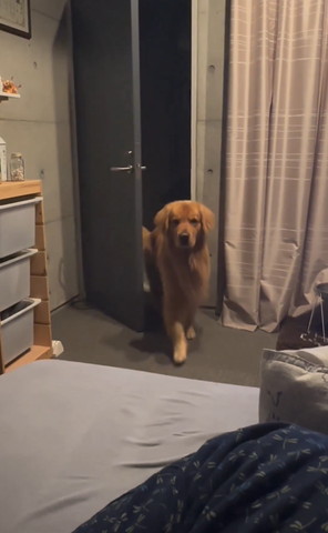 ドアから歩いてくるワンコ