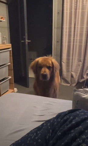 ベッド横から見てるワンコ