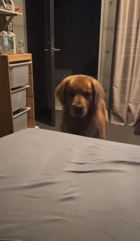 掛け布団よけたベッド横から見てるワンコ