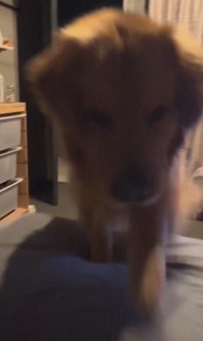 ベッドに乗ってきたワンコ