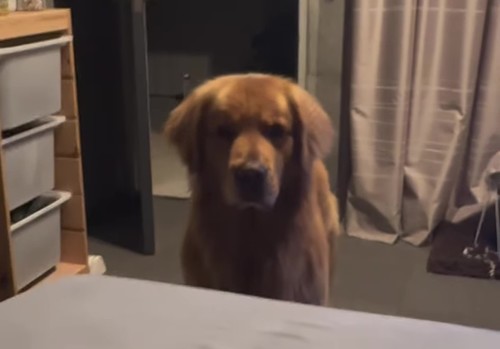 掛け布団よけたベッド横から見てるワンコ