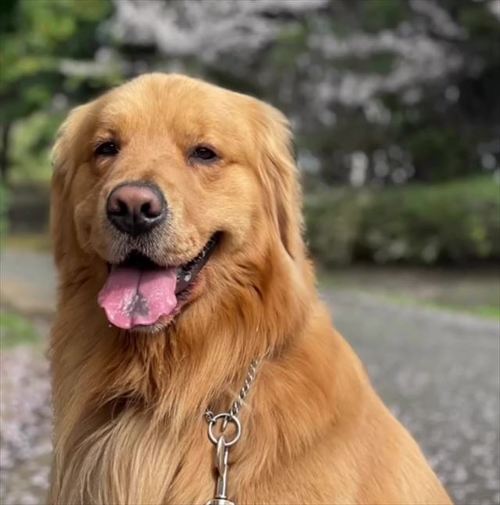 散歩するワンコアップ