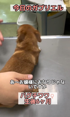 あ〜お嬢様におなりじゃテロップ