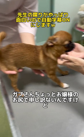 ガブさんちょっとお嬢様のテロップ