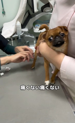 痛くない痛くないテロップ
