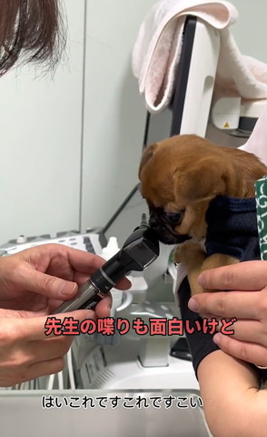 先生の喋りも面白いけどテロップ