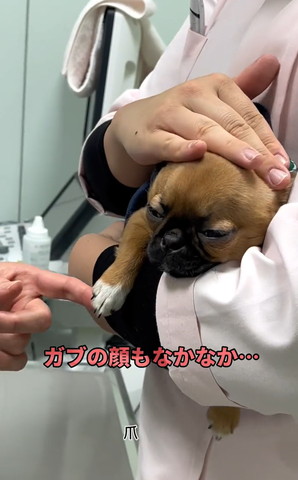 ガブの顔もなかなかテロップ