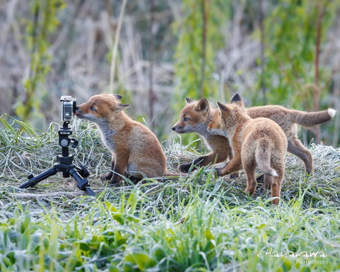 カメラに集まる子キツネたち
