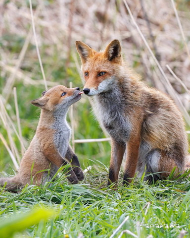母キツネをなめる子ギツネ