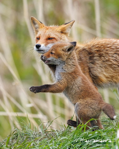 2足立ち子ギツネと母キツネ