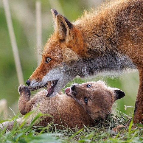 子ギツネをくわえようとする母キツネ