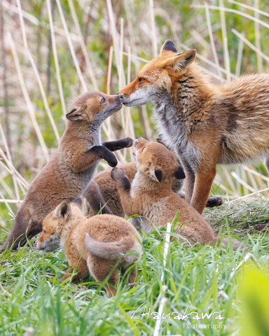鼻チューする子ギツネと母きつね