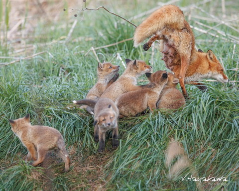 母キツネのミルクを飲みたがる子ギツネたち