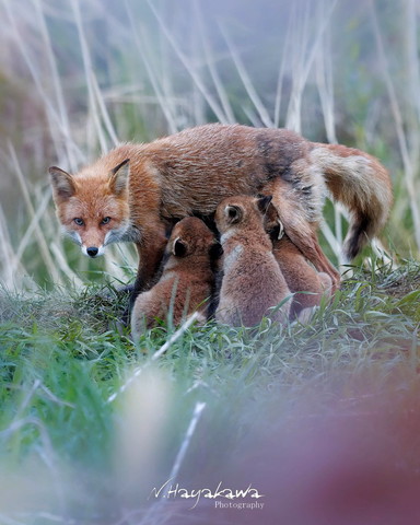ミルクを飲む子ギツネたち