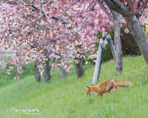 八重桜とキツネ
