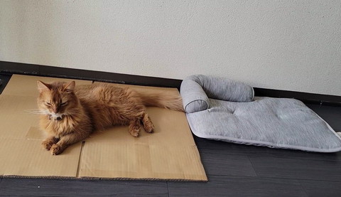 ダンボールでくつろぐ猫