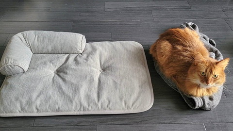 服の上でくつろぐ猫