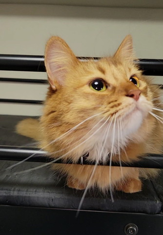 上向いてるソマリ猫