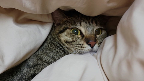 布団にこもる猫
