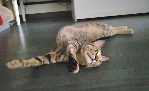 体をのけぞってる猫