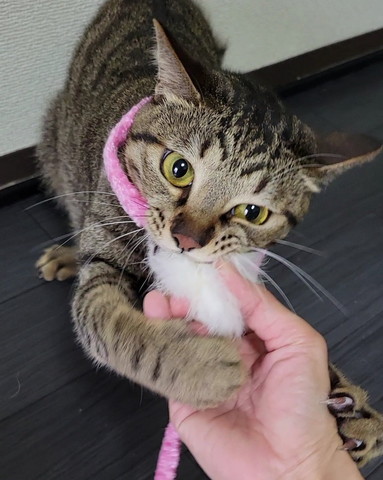 おもちゃかむ猫