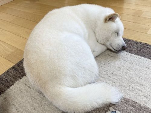 二度寝をしている白柴犬