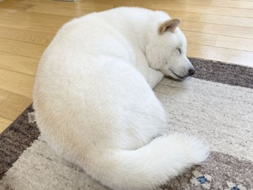 二度寝をしている白柴犬