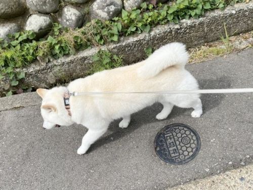 二度寝をしている白柴犬
