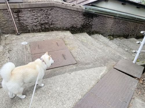 二度寝をしている白柴犬